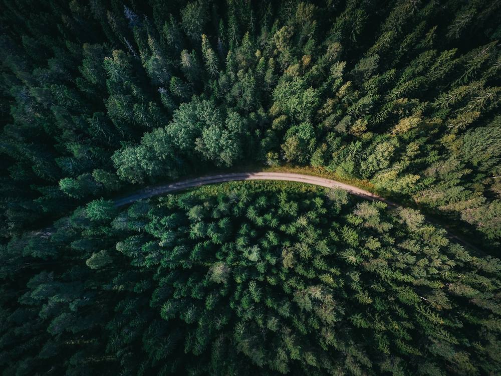 Chemin traversant une forêt vue du ciel